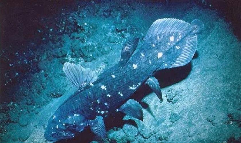 活化石矛尾鱼：揭秘其演化之谜、生存现状与保护挑战