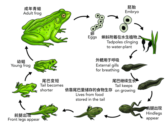 水草蛙：水域生态的关键角色，面临哪些生存挑战与保护策略？