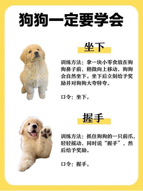 战斗宠物训练指南：耐心与信任的旅途，如何激发真正潜力？