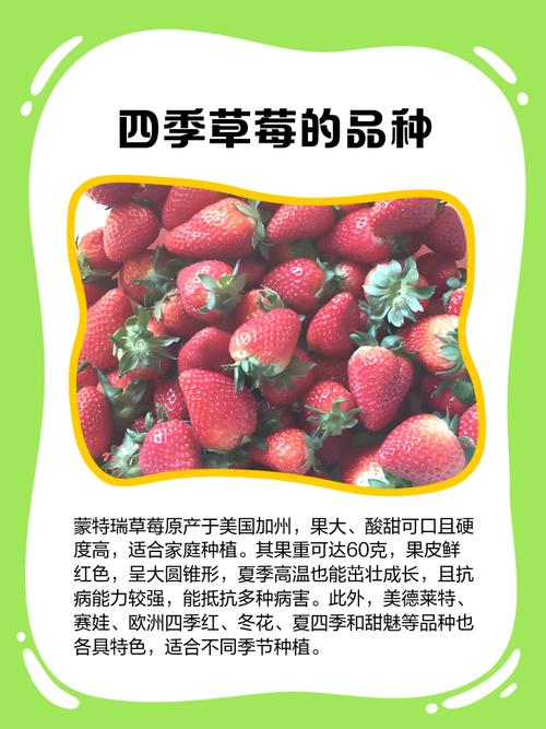 王草莓品种革新与市场现象：高端水果消费的缩影与思考