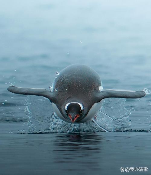 探秘飞翔的企鹅图片：创意合成还是误导工具？需警惕虚假传播