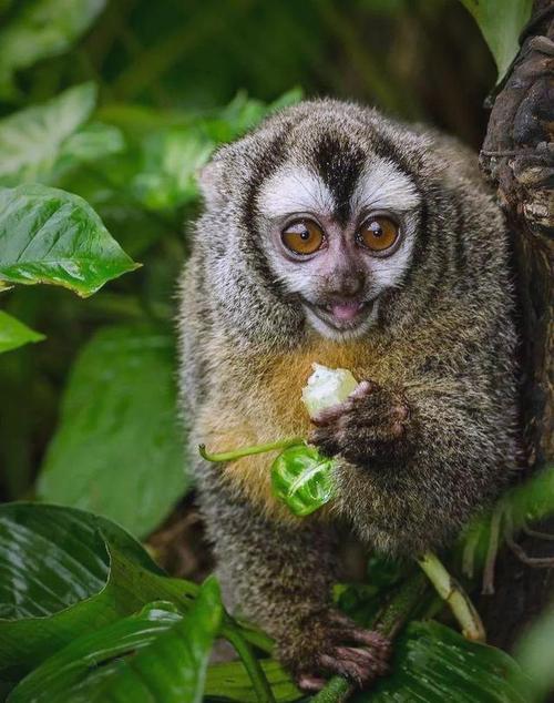 夜光猴4 夜光猴4揭秘：会发光的虚构生物如何影响现实科学思考？