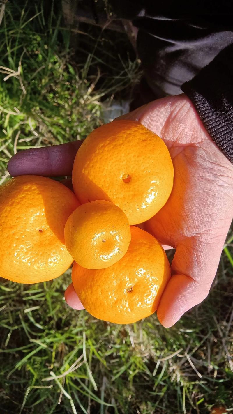 黄岩蜜橘 正宗产地直供 清甜多汁老味道