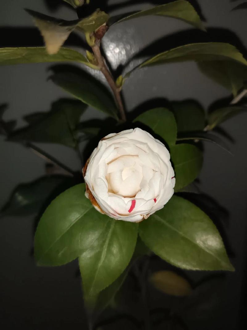 恶魔天龙茶花怎么养？记住这三条，黑得发亮不褪色