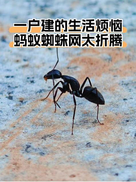 城中村的狂奔蚂蚁：深圳年轻人的赶路人生