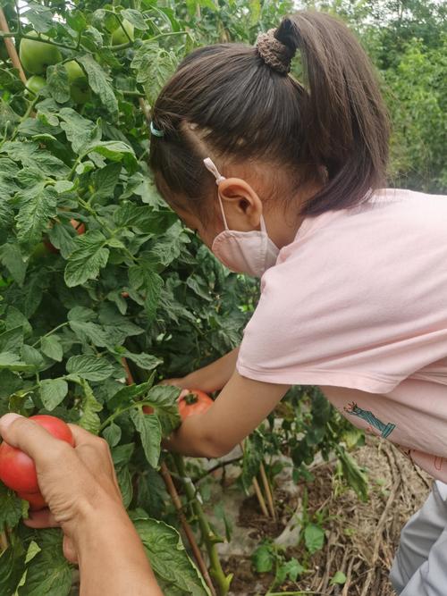 日歌农场三年记：城里人来体验种菜，放下手机找回自然节奏
