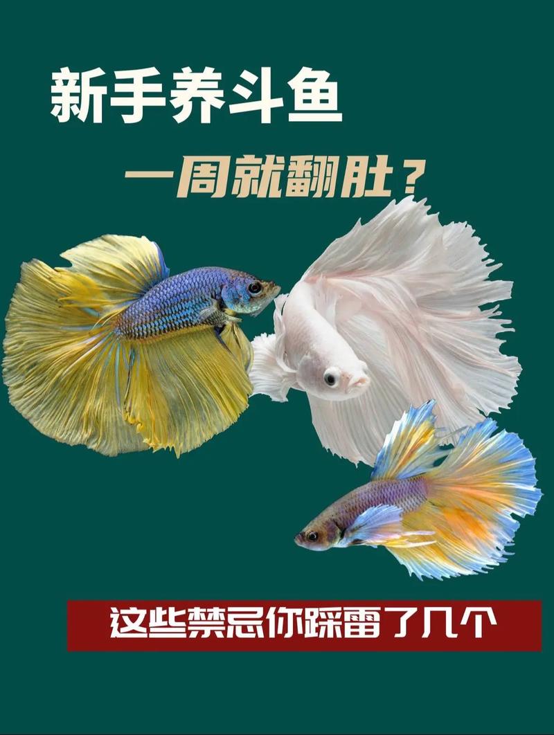 斗鱼西法 养斗鱼西法两个月心得：水质温度最关键，喂食互动有讲究