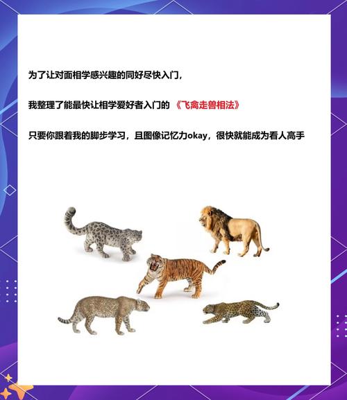 飞禽走兽观察技巧，新手快速看懂动物行为